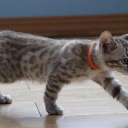 Bengal Kittens Available - Charcoal Snow Mink Male in Atwater, mn