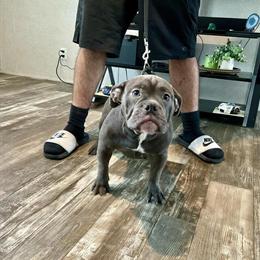 Pocket American Bully Seeking New Home in Sanford, fl