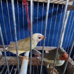 Finches, Canaries, and Siskins for Sale in Santa Ana, ca