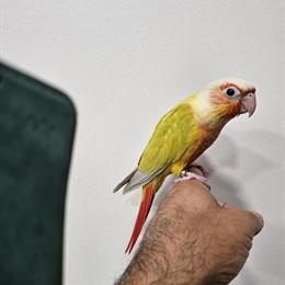 Azulao Male Bird for Sale - Beautiful Singer in Costa Mesa, CA in Santa Ana, ca