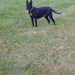 Belgian Malinois Puppies and Adults for Rehoming in Louisville, ky