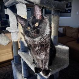Maine Coon Kittens for Re-Homing in Hemet, ca