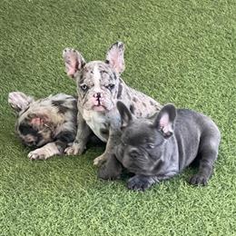 French Bulldog Puppies Available in Orlando, fl