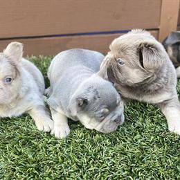 French Bulldog Puppies Available in Orlando, fl