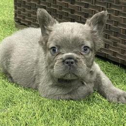 French Bulldog - Female Blue Fluffy, 8 Weeks in Orlando, fl