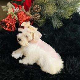 Mini Schnauzer Puppies Ready for New Homes in Sacramento, ca