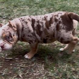 American Bully Female Puppy Available in Fresno, ca
