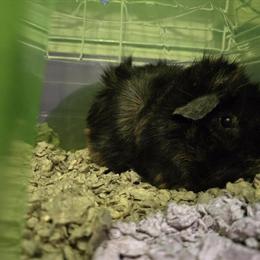 Female Guinea Pigs for Adoption in Roanoke, va