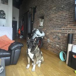 American Akita Stud Available for Breeding in Jersey City, nj