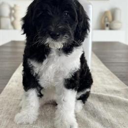 Mini Goldendoodle Puppies Ready for Forever Homes in Menifee, ca