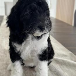 Mini Goldendoodle Puppies Ready for Forever Homes in Menifee, ca