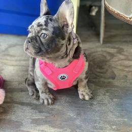 French Bulldog - Lilac Merle Female Mini Double Fluffy Carrier in Houston, tx