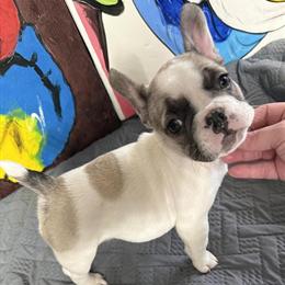 AKC French Bulldog Puppy Available for Adoption in Greensboro, nc