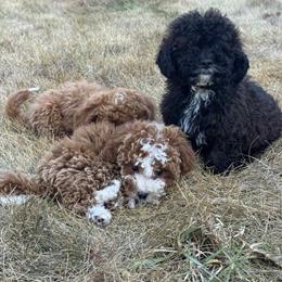 Toy Poodle Puppy - 5 Months Old, Male, Black, $1200 in Pekin, il