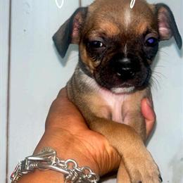 French Bulldog and Chihuahua Mix Puppies Available in Detroit, mi