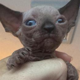 Sphynx Kittens for Sale - TICA Registered and Health Guaranteed in Sandown, nh