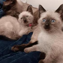 Siamese Kittens - Seal Point in Chesterton, in