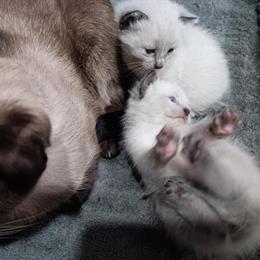 Siamese Kittens Seal Point Ready for Rehoming in Chesterton, in