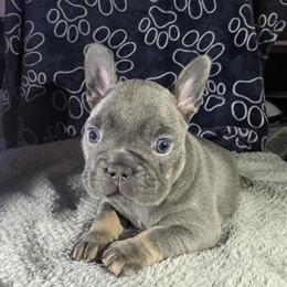 French Puppies Looking for Forever Homes in Ontario, ca