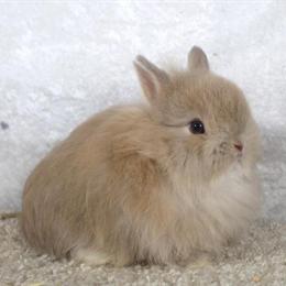 Netherland Dwarf Bunny Rabbit Fuzzy Fawn Doe Available for Adoption in Fort Wayne, in