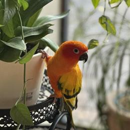 Female Sun Conure Available for Rehoming in Kissimmee, fl