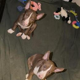 AKC Chocolate Bull Terrier Puppies for Sale in Colorado Springs, co
