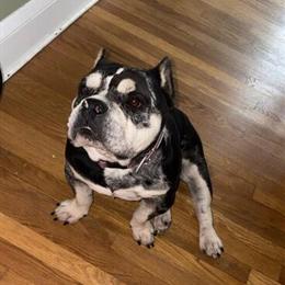 Bully - 1 Year Old Pocket Bully in Cleveland, oh