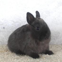 Netherland Dwarf Bunny Rabbit - Siamese Sable Doe Available Now in Fort Wayne, in