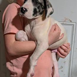Great Dane Puppies Ready for New Homes in Ames, ia