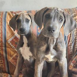 12 Week Old Great Dane Puppies Ready Now - AKC Registered in Ames, ia