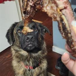 Labrador Retriever Chewbacca Needs a Good Home in Brighton, mi