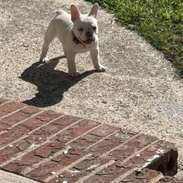 Platinum Fluffy Carrier Female Puppy for Adoption in Durham, nc