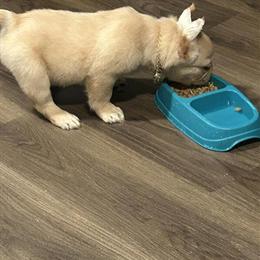 Fluffy French Bulldog Puppy Available for Rehoming in Durham, nc