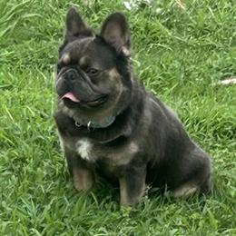 Fluffy French Bulldog Available for Stud in Durham, nc