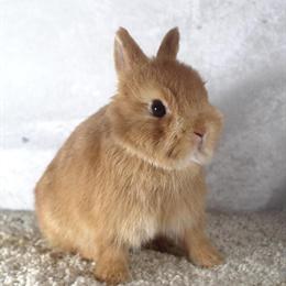 Netherland Dwarf Bunny Rabbit - Orange Buck Jordy Available Now in Fort Wayne, in