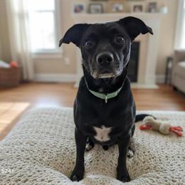 Small Mixed Breed Dog Looking for a Quiet Home in Truman, mn