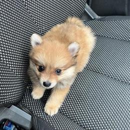Pomeranian Puppy for Adoption in Gary, in