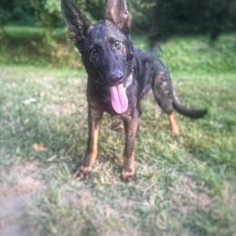 German Shepherds from Health Tested Imported Parents in Marion, il