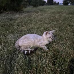 Female Snow Bengal Kitten for Sale in Iowa in West Des Moines, ia
