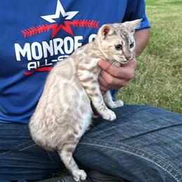Bengal Kitten - Silver Snow Rosetted Available in Iowa in West Des Moines, ia