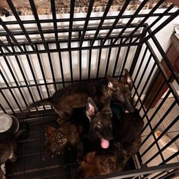 German Shepherd Puppies Ready for Adoption on October 1st in Orlando, fl