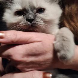 Persian Kitten Available - 16 Weeks Old in Bowling Green, oh