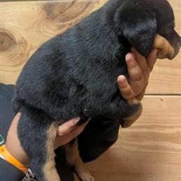Rottweiler Puppies Available Now in Jackson, oh