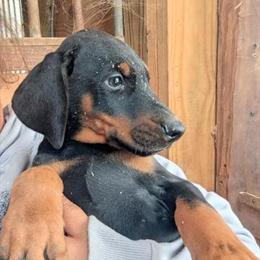 Doberman puppies available now in Jackson, oh