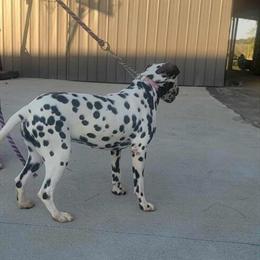 Female Dalmatian Looking for a New Home in Jackson, oh