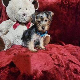 Yorkshire Terrier Puppies - Adorable Male & Female Available in Polk City, fl