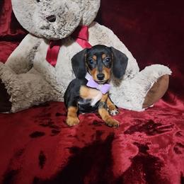 Dachshund Mini Pups - Beautiful Short Coat Babies in Polk City, fl