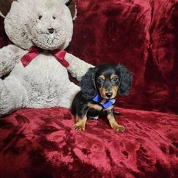 Dachshund Mini Pups - Gorgeous Long Coat Babies in Polk City, fl