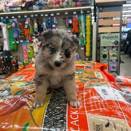 Australian Shepherd Puppies Available in Danville, va