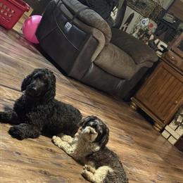 Havanese Male, 1.5 Years Old, Needs a Loving Home in Galion, oh